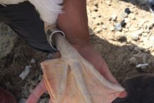 Underrated Great Salt Lake is crucial for its residents