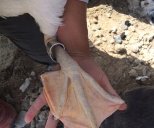 Underrated Great Salt Lake is crucial for its residents