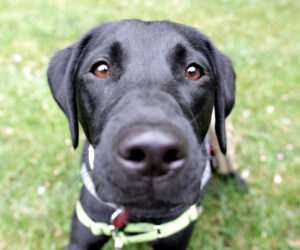 Service animals help students and others find peace