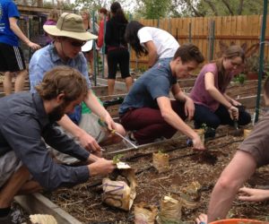 Community gardens provide Westminster students and community opportunity to reduce carbon footprint