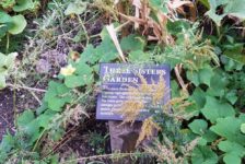 Four ways Westminster students and professors make sustainable lifestyle choices