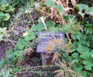 Four ways Westminster students and professors make sustainable lifestyle choices