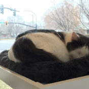 Salt Lake’s first cat cafe might reflect an increase in “cat-centric” environments