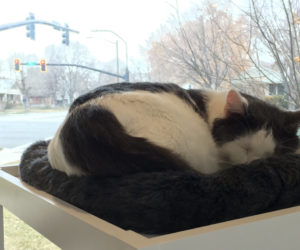 Salt Lake’s first cat cafe might reflect an increase in “cat-centric” environments