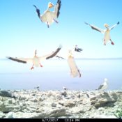 NPR’s Science Friday interviews Westminster staff member