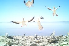 NPR’s Science Friday interviews Westminster staff member