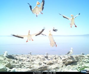 NPR’s Science Friday interviews Westminster staff member