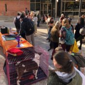 Pups and Politicians: students get involved with midterm election