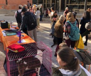 Pups and Politicians: students get involved with midterm election