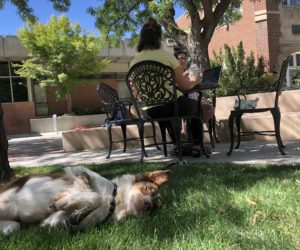 WATCH: The interim dog policy isn’t the end of a “dog-friendly” campus, says administration