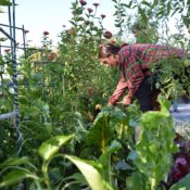 Weekly Briefing: Students react to COVID-19, ASW holds special election and Westminster’s garden connects community