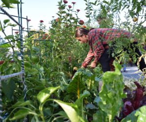 Weekly Briefing: Students react to COVID-19, ASW holds special election and Westminster’s garden connects community