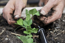 Despite growing pains, organic garden still connects students together