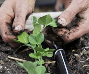 Despite growing pains, organic garden still connects students together