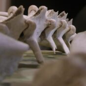 bones from a red deer and mule deer