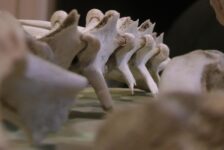 bones from a red deer and mule deer