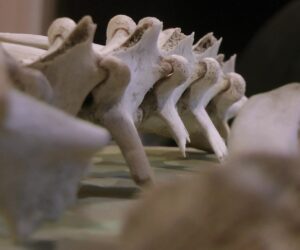 bones from a red deer and mule deer