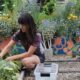 Students return to regular workdays in organic garden, give back to community
