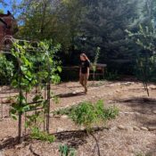 Students grow a fruit orchard, courtesy of the Environmental Center